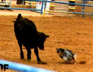 Katie Az.JPG (14077 bytes)