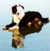 Hbandit.JPG (7433 bytes)