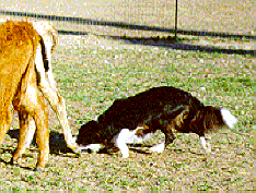 Helyheal.GIF (18864 bytes)