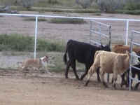 osa0163.jpg (116566 bytes)