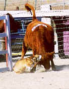 shorty2.JPG (18470 bytes)