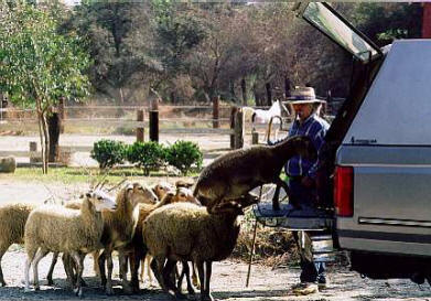 Lsheep.JPG (34412 bytes)