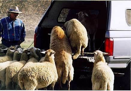 Lsheep2.JPG (27906 bytes)