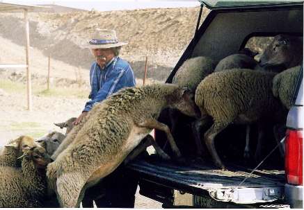 Lsheep3.JPG (24200 bytes)