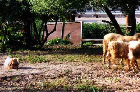 rosshp1.JPG (29592 bytes)